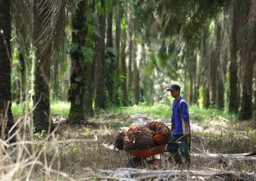 petani-mengumpulkan-buah-sawit-hasil-panen-di-perkebunan-mesuji_220711090907-262