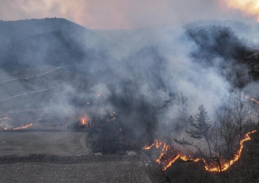 Kebakaran Hutan Korea Selatan