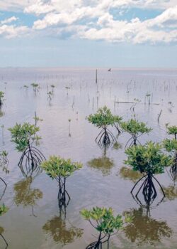 Mangrove