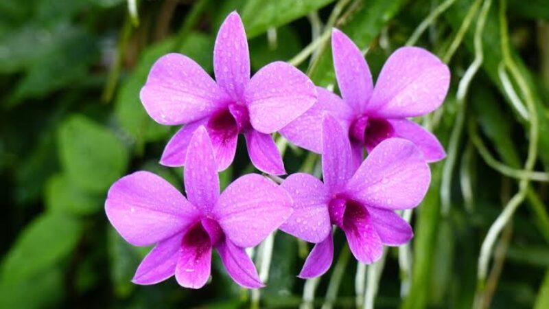 Anggrek Dendrobium phalaenopsis