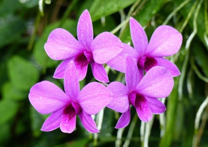 Anggrek Dendrobium phalaenopsis