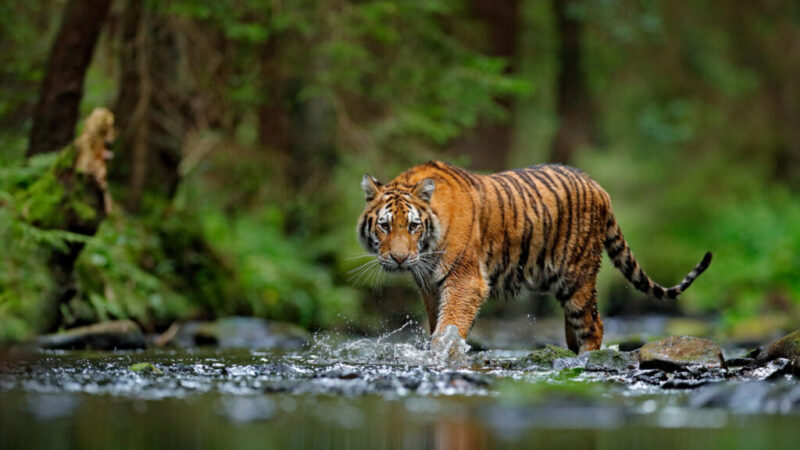 Harimau Bali