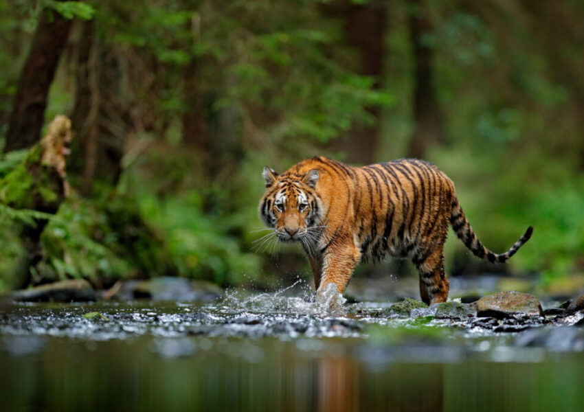 Harimau Bali Harimau Bali