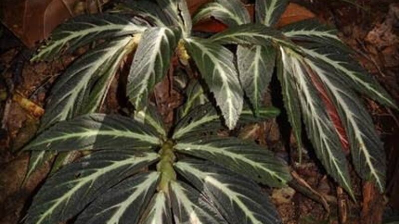 Begonia kalimantana