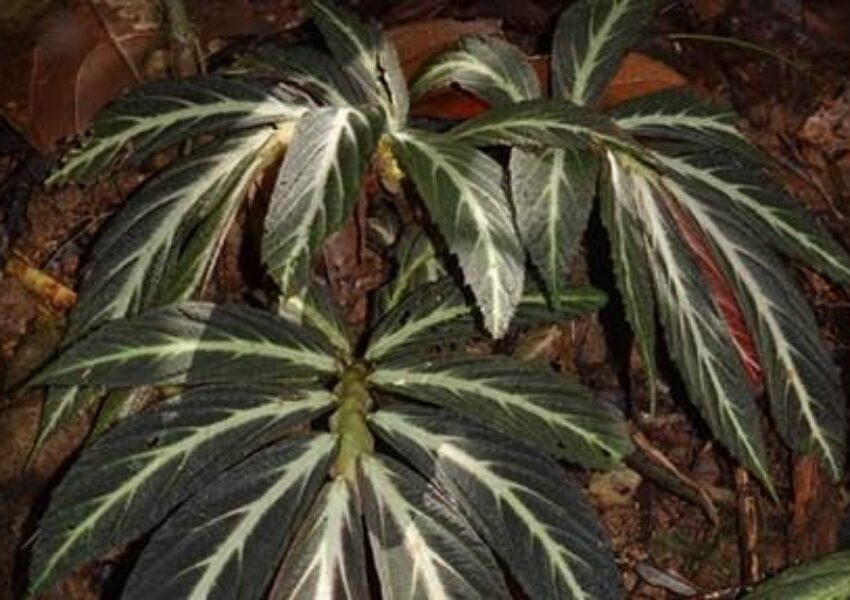 Begonia kalimantana