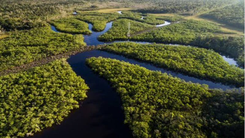 Hutan Amazon
