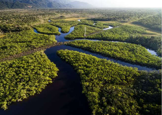 Hutan Amazon