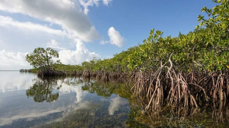 Ilustrasi Hutan Mangrove