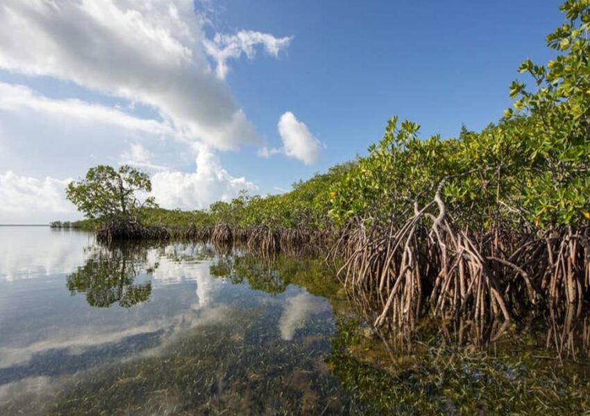 Ilustrasi Hutan Mangrove