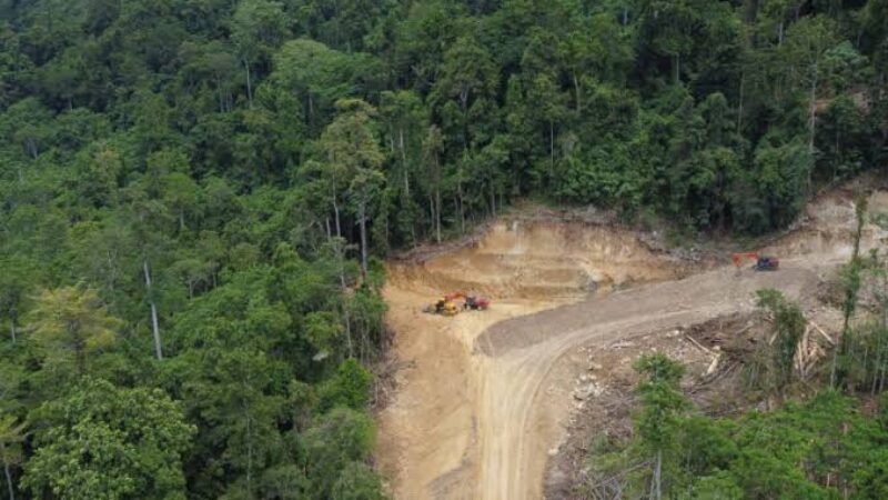 Ilustrasi Hutan di Kalimantan