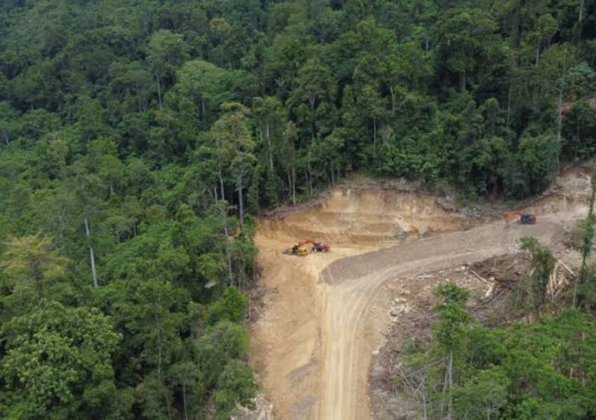Ilustrasi Hutan di Kalimantan