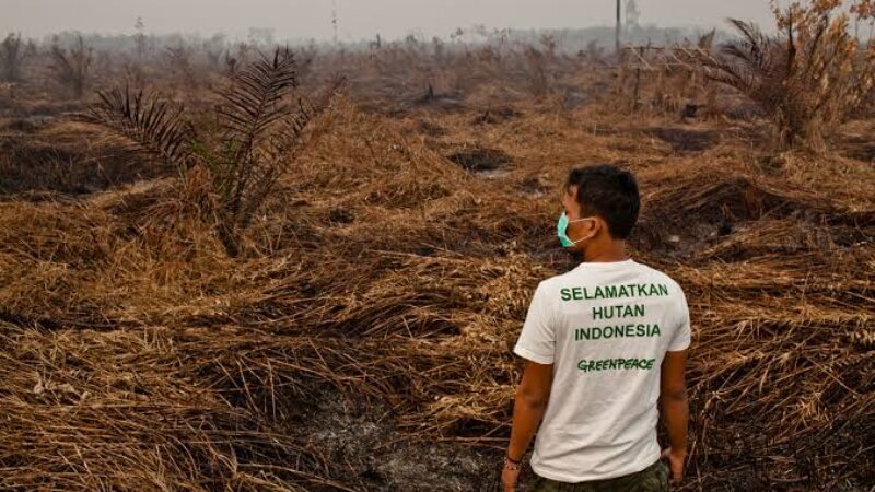 Ilustrasi aksi Greenpeace Indonesia
