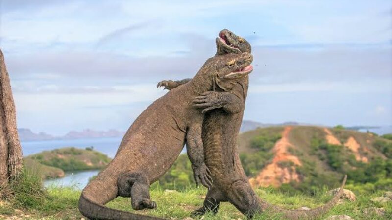 Komodo,