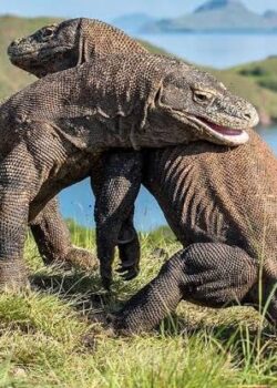 Komodo