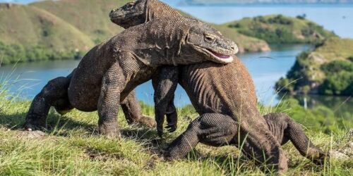 Komodo