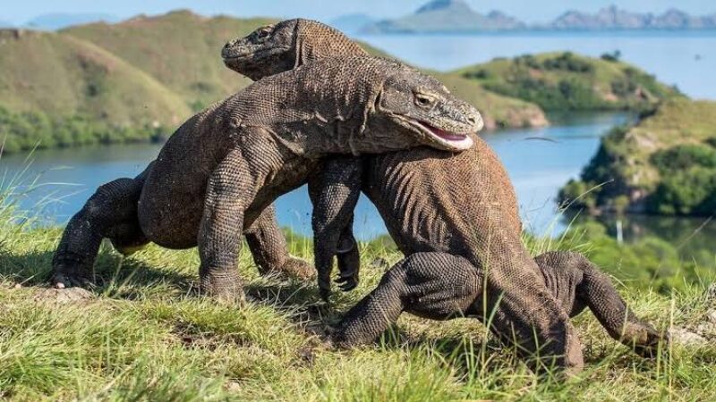Komodo