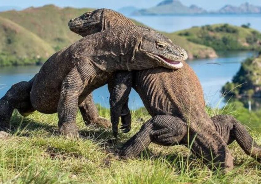 Komodo