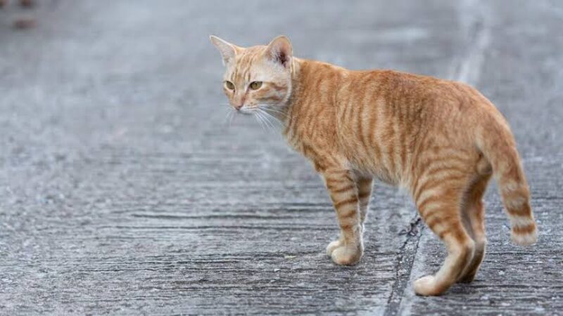 Kucing Liar (Freepik)