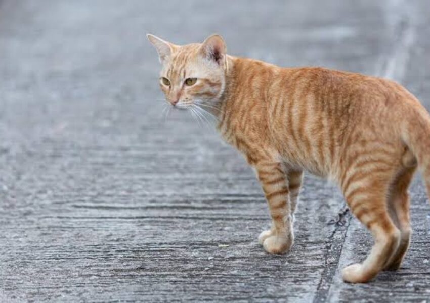 Kucing Liar (Freepik)