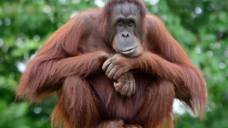 Orangutan Tapanuli