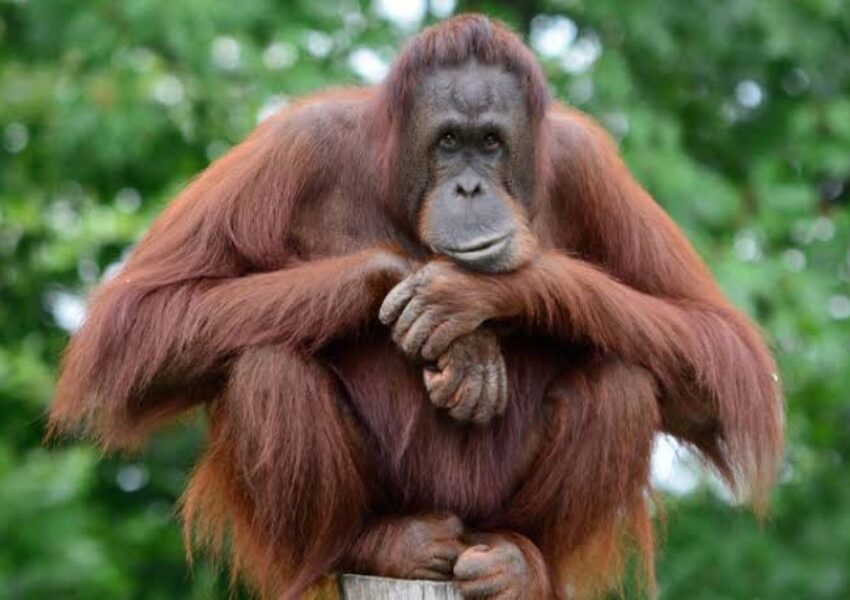 Orangutan Tapanuli