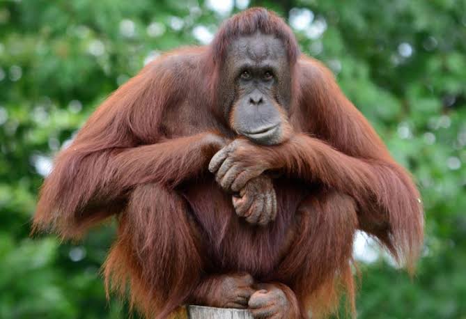 Orangutan Tapanuli