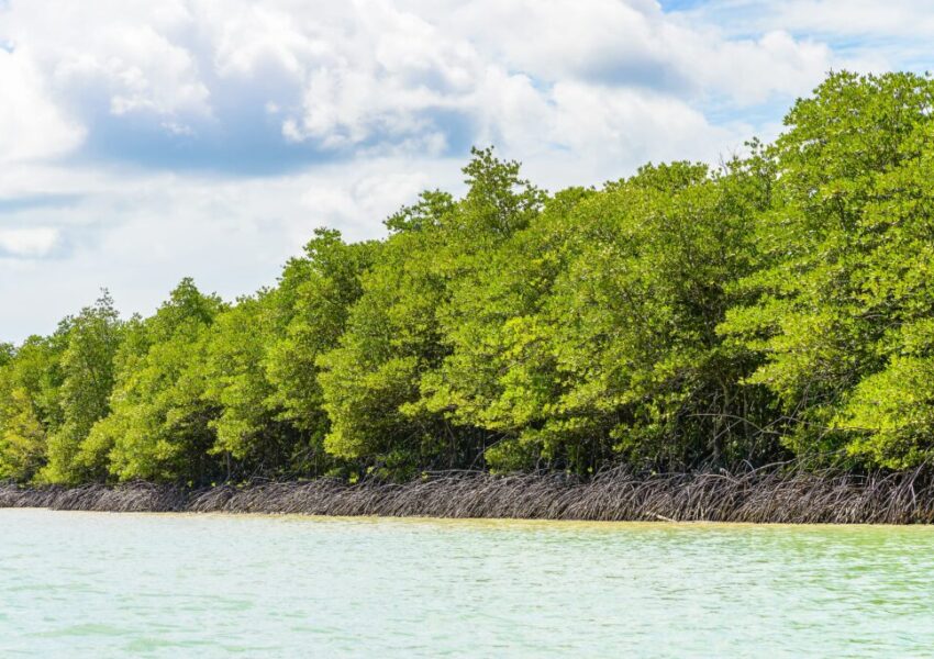 Tak Hanya Beton, Giant Sea Wall Pantura Akan Pakai Mangrove (Dok: Freepik)