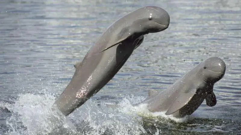 Pesut Mahakam (dok PHYS)