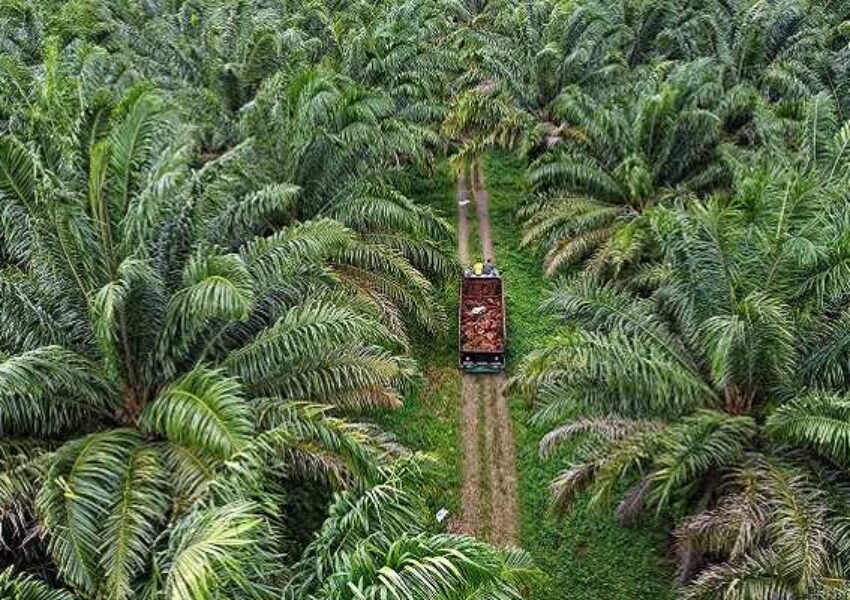 dok by Aceng Sofian_11zon