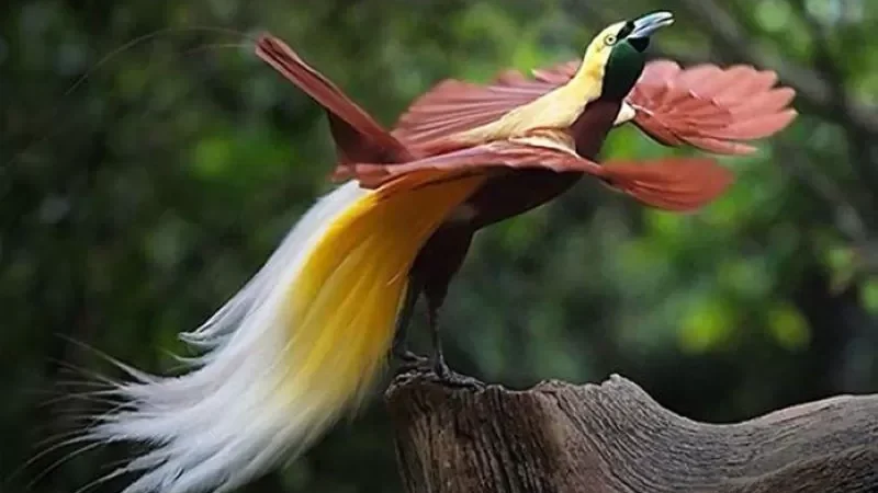 Burung Cenderawasih