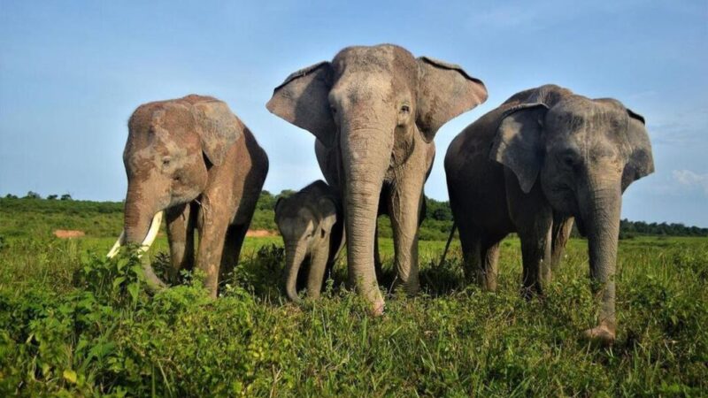 Dok Taman Nasional Way Kambas