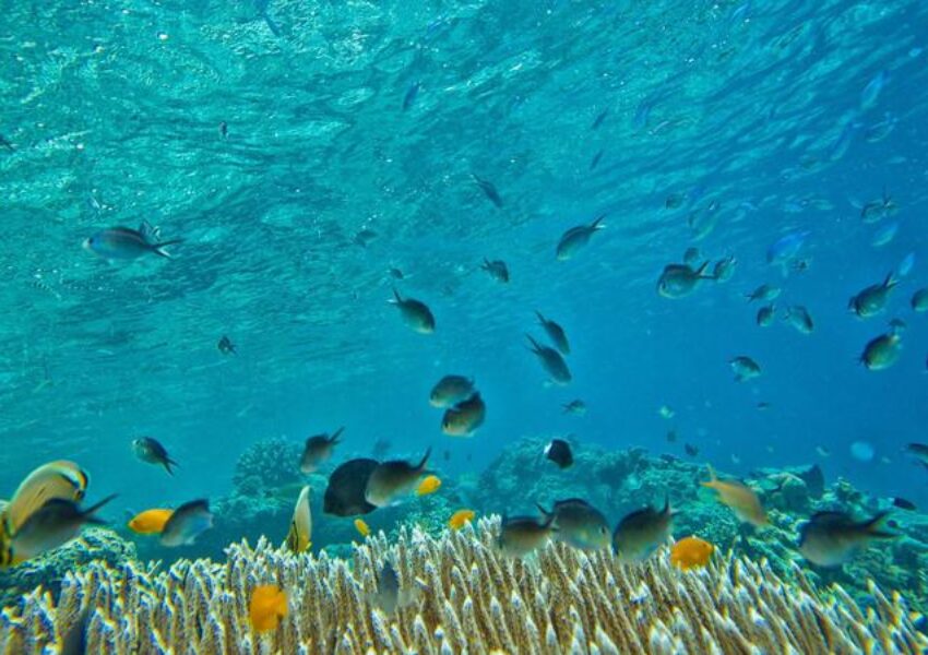 Ilustrasi laut lepas