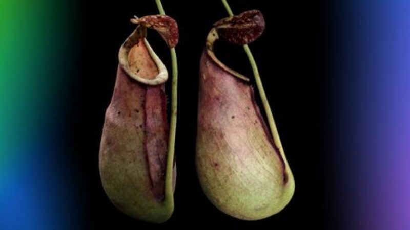 Kantong Semar Baru dari Kalimantan Barat