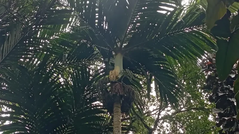 Palem Nyabah (dok BRIN)