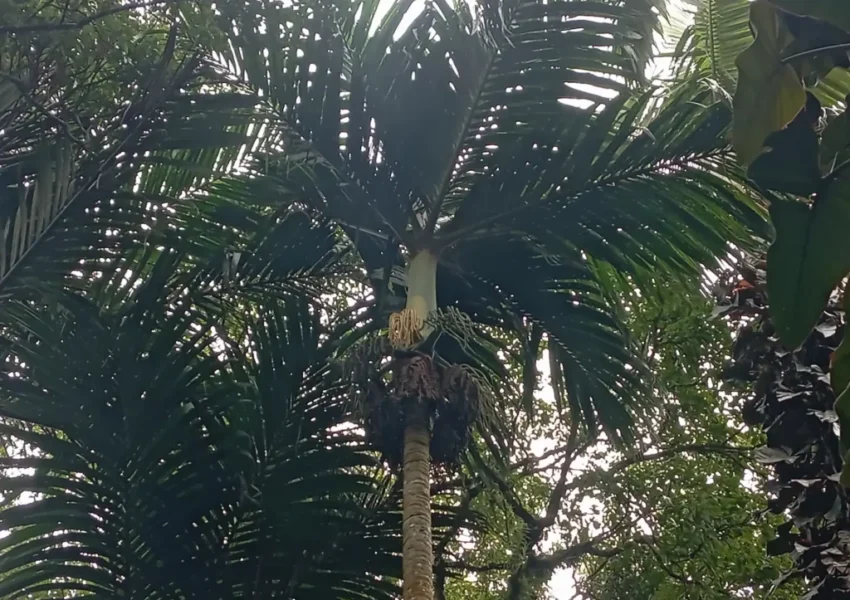 Palem Nyabah (dok BRIN)