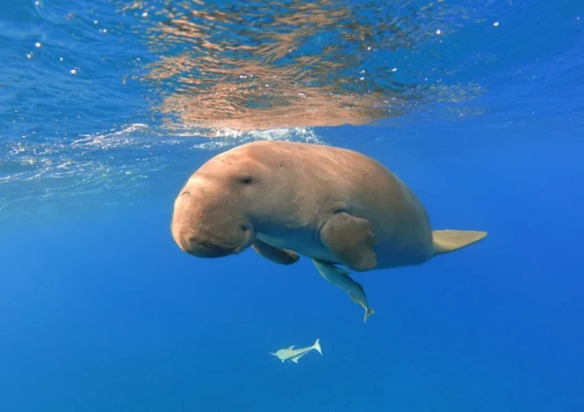 Ilustrasi Dugong