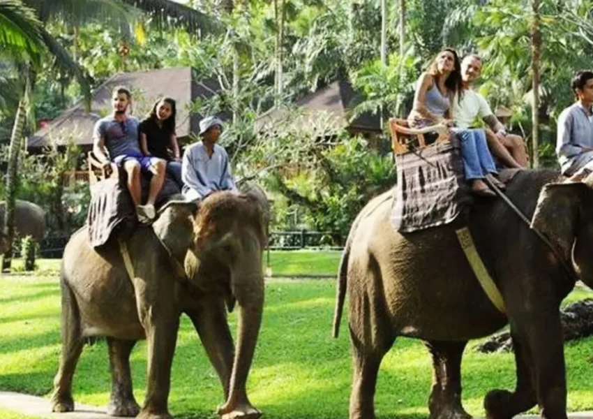 Ilustrasi Gajah Tunggang