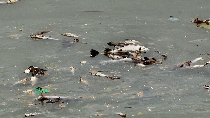 dok Tempo:Jati Mahatmaji