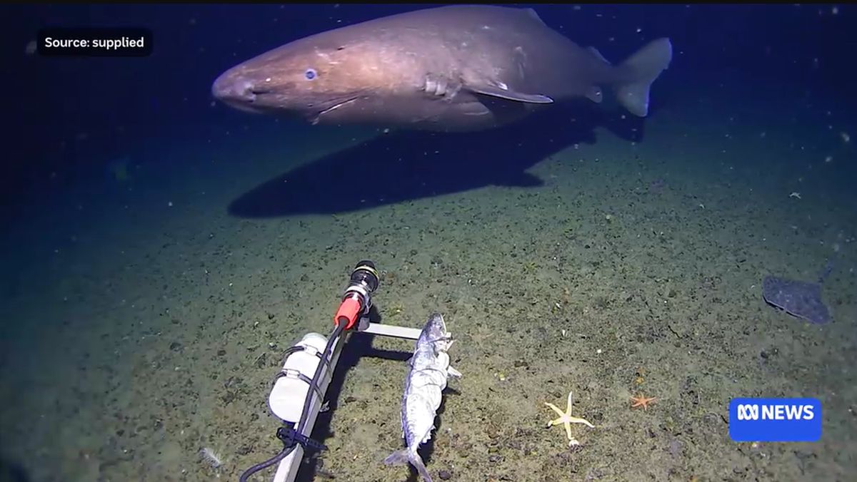 penampakan-hiu-di-laut-dalam-antartika-1771312429884_169