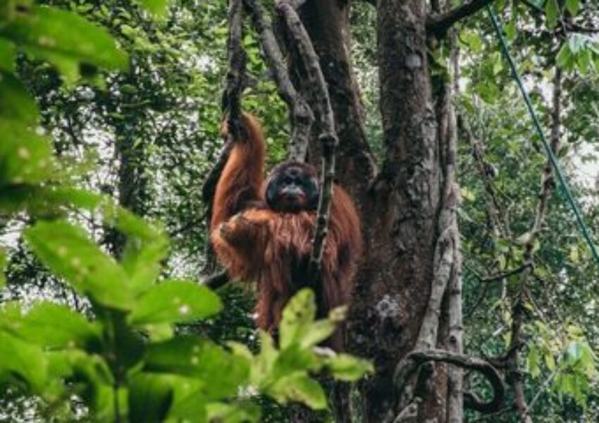 salah satu keanekaragaman hayati Indonesia