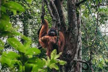 salah satu keanekaragaman hayati Indonesia