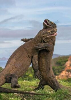 Ilustrasi Sepasang Komodo