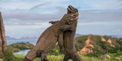 Ilustrasi Sepasang Komodo