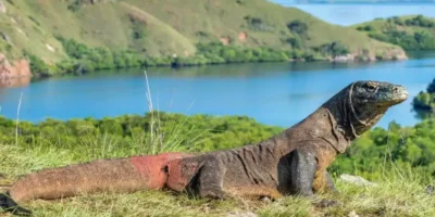 Indonesia Komodo Dragon