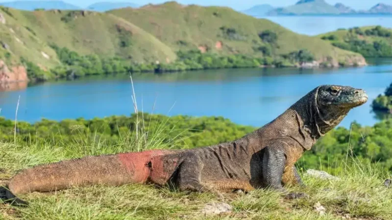 Indonesia Komodo Dragon