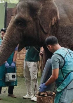 Bandung zoo