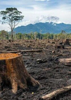 Deforestasi
