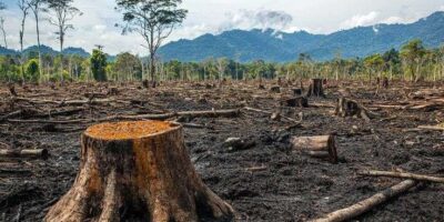 Deforestasi
