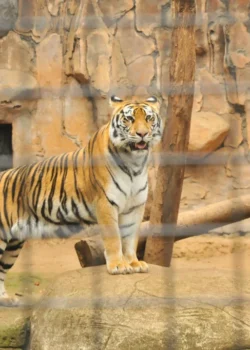 Harimau di Bandung Zoo