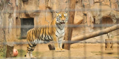 Harimau di Bandung Zoo